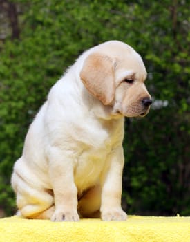 happy yellow labrador puppy sitting on yellow background