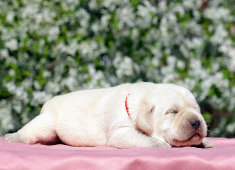newborn happy yellow labrador puppy in spring