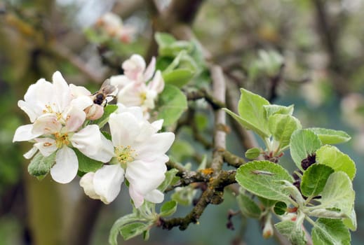 apple blossoms in spring in the garden