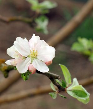 Blooming apple tree in the garden