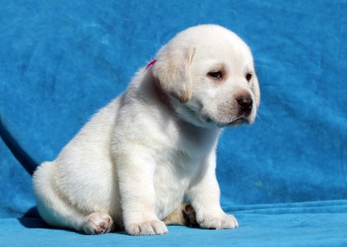 yellow labrador puppy sitting on blue background