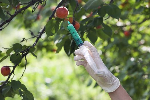 Genetically modified fruit