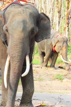 Elephants working on rubber tree plantation in Thailand