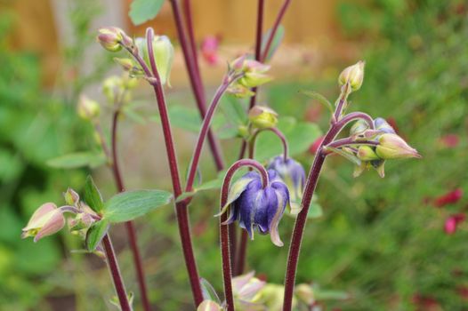Close-up image of the purple flowering Columbine.