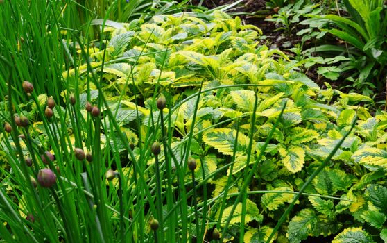 A colourful image of Variegated Lemon Balm and Chives.