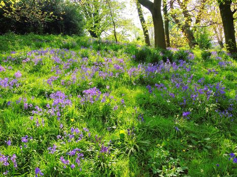 A colourful image of Spring flowering Bluebells.