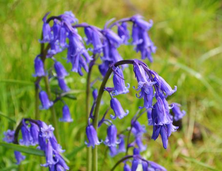 A close-up image of colourful English Bluebells.