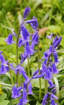 A close-up image of Spring flowering Bluebells.