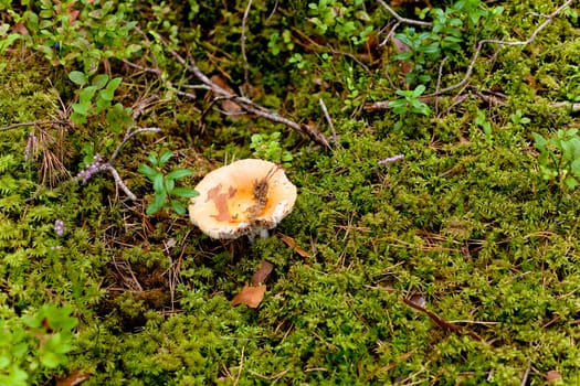 Yellow mushroom in a forest
