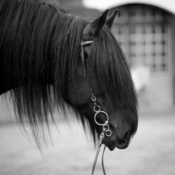 Stallion. Portrait of a horse. Thoroughbred horse. Beautiful horse.