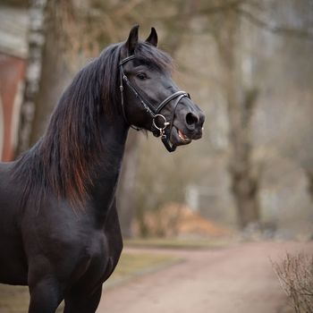 Black stallion. Portrait of a sports black horse. Thoroughbred horse. Beautiful horse. Sports horse.