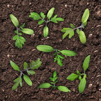 A tomato seedling in the ground