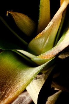 Light shade pineapple leaf, nice structure texture