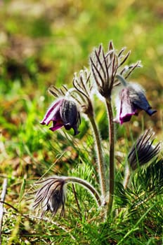 Pasque Wild Flower Group in setting sun 