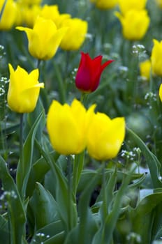 Spring background with tulips