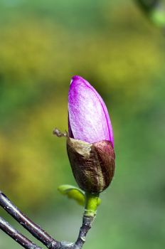 Blossoming of magnolia flowers in spring time