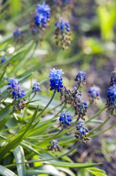 Blue flowers Muscari or murine hyacinth buds and leaves (selective focus) 