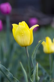 Spring background with tulips