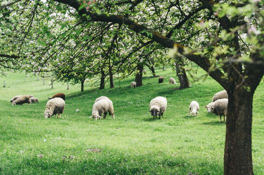 Herd of Sheeps in a Spring Landscape