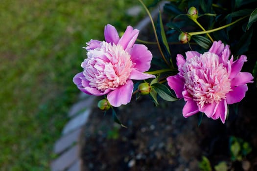 Two pink peonies in the garden
