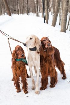 White saluki and two irish setters standing near a person on snow

