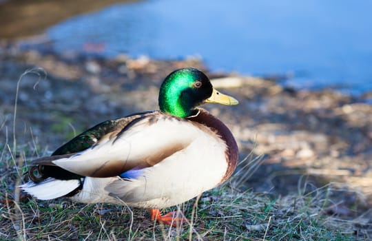 Mallard duck on the lake in summer