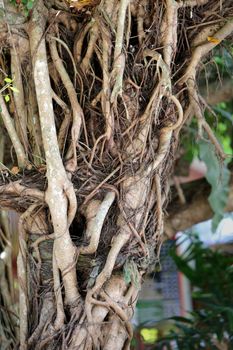 roots trees