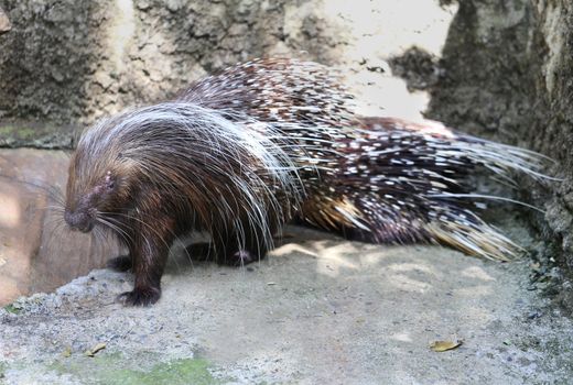 porcupine sitting on the ground with large thorns