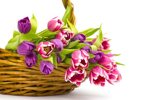 colourful tulips in a basket