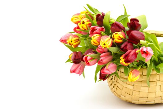 colourful tulips in a basket