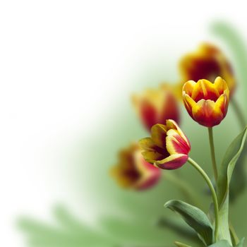 red tulips on a blurred green background