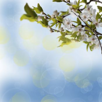 flowery branch of the Apple tree against the sky