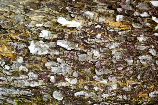texture of wood bark,shallow focus