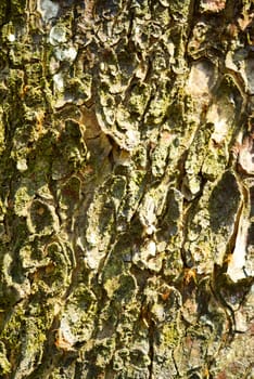 texture of wood bark,shallow focus