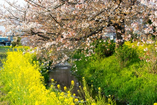 Cherry blossom (Sakura) in garden of japan