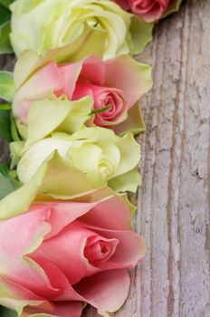 Frame of Beauty White and Pink Roses In a Row closeup on Rustic Wooden background
