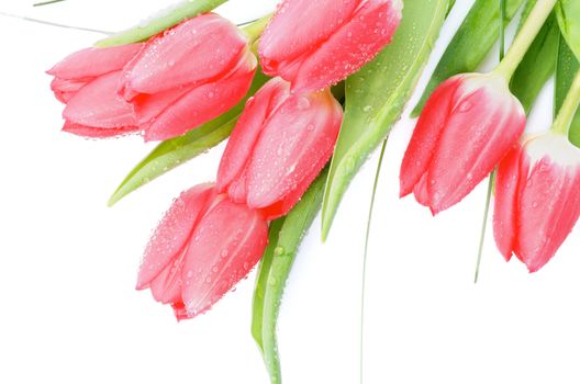 Spring Magenta Tulips with Leafs, Green Grass and Water Drops isolated on white background