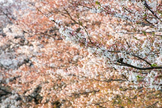 Cherry blossom (Sakura) and bird in garden of japan