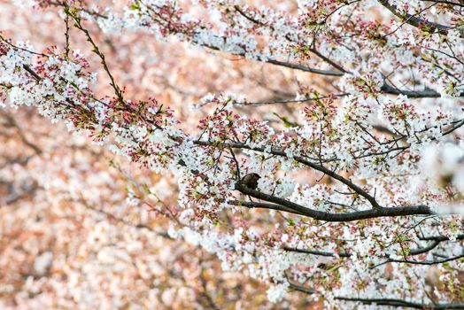 Cherry blossom (Sakura) and bird in garden of japan