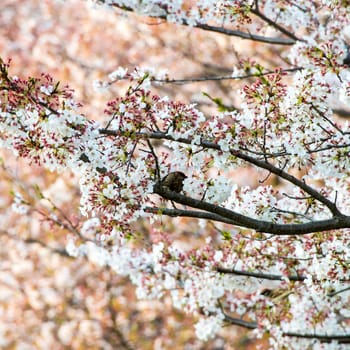 Cherry blossom (Sakura) and bird in garden of japan