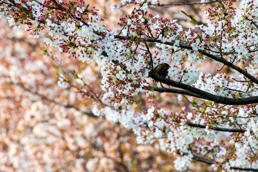 Cherry blossom (Sakura) and bird in garden of japan