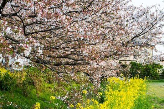 Cherry blossom (Sakura) in garden of japan