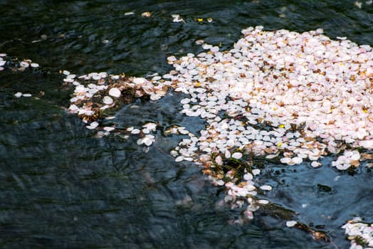 Petals of cherry blossom on the water surface