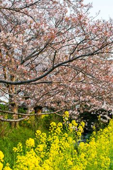 Cherry blossom (Sakura) in garden of japan