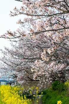 Cherry blossom (Sakura) in garden of japan