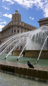 a pigeon refreshes in the fountain of Piazza de Ferrari, Genoa