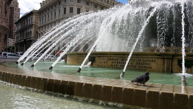 a pigeon refreshes in the fountain of Piazza de Ferrari, Genoa