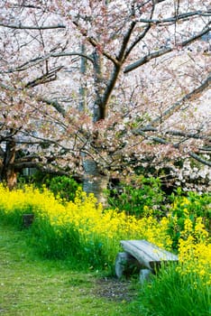 Cherry blossom (Sakura) a wood bench in garden of japan