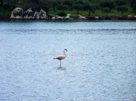 Flamingo in the Psifta lake