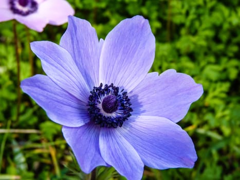 Close up view of a purple daisy